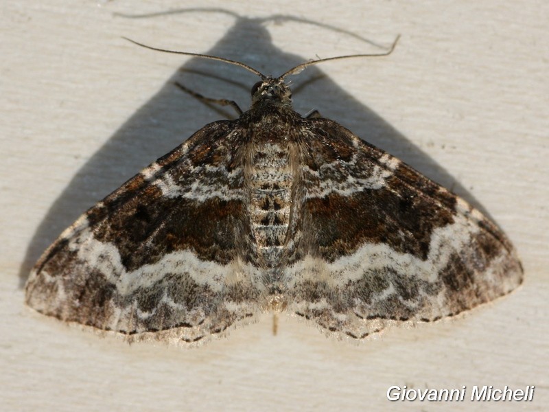 Epirrhoe rivata?